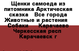 Щенки самоеда из питомника Арктическая сказка - Все города Животные и растения » Собаки   . Карачаево-Черкесская респ.,Карачаевск г.